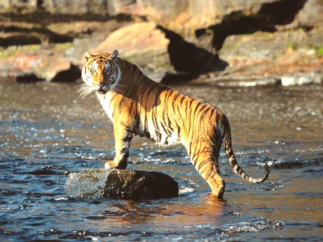 sundarban national park