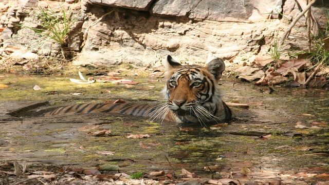 Tiger, Ranthambore National Park