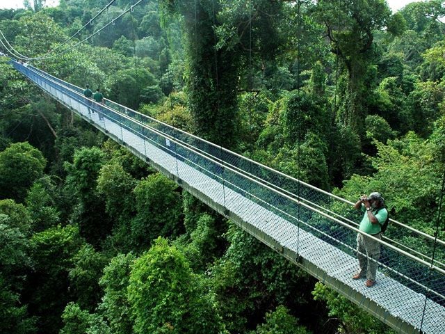 Treetop Walk at MacRitchie