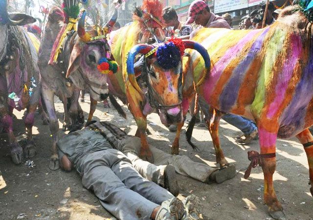 Cow Tramples Festival, kerala