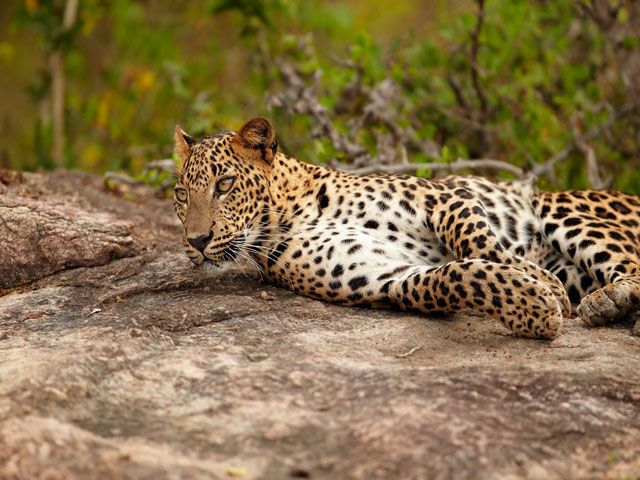 Yala National Park in Sri Lanka