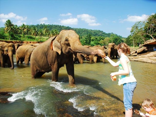 Pinnawala Elephant Orphanage in Sri Lanka