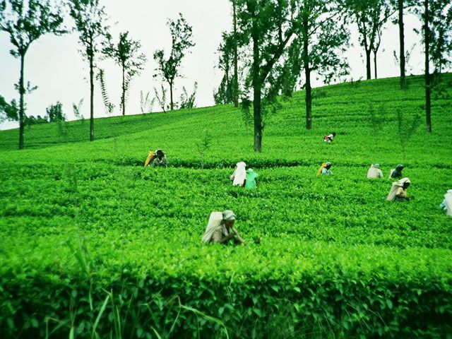 Tea Eastates in Sri Lanka