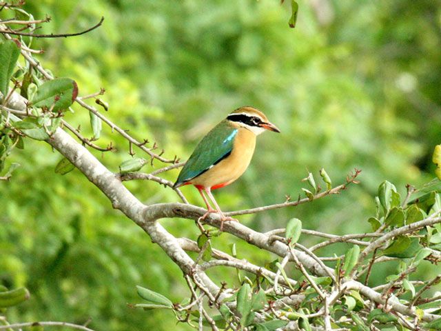 Bird Photography in Sri Lanka