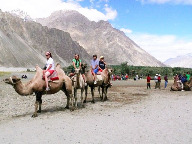 Camel Safari
