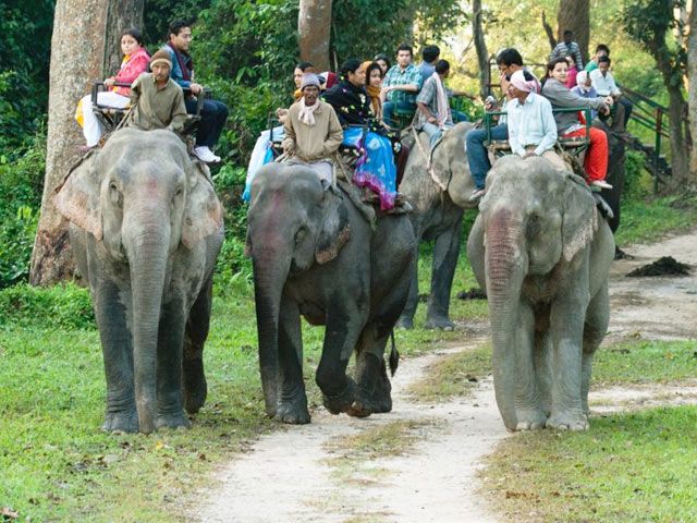 Elephant Safari in