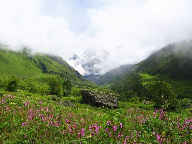 Valley of Flowers National Park