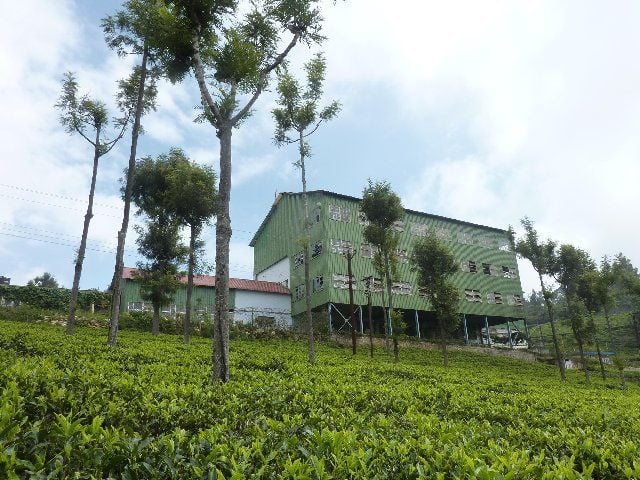 High field tea factory Coonoor