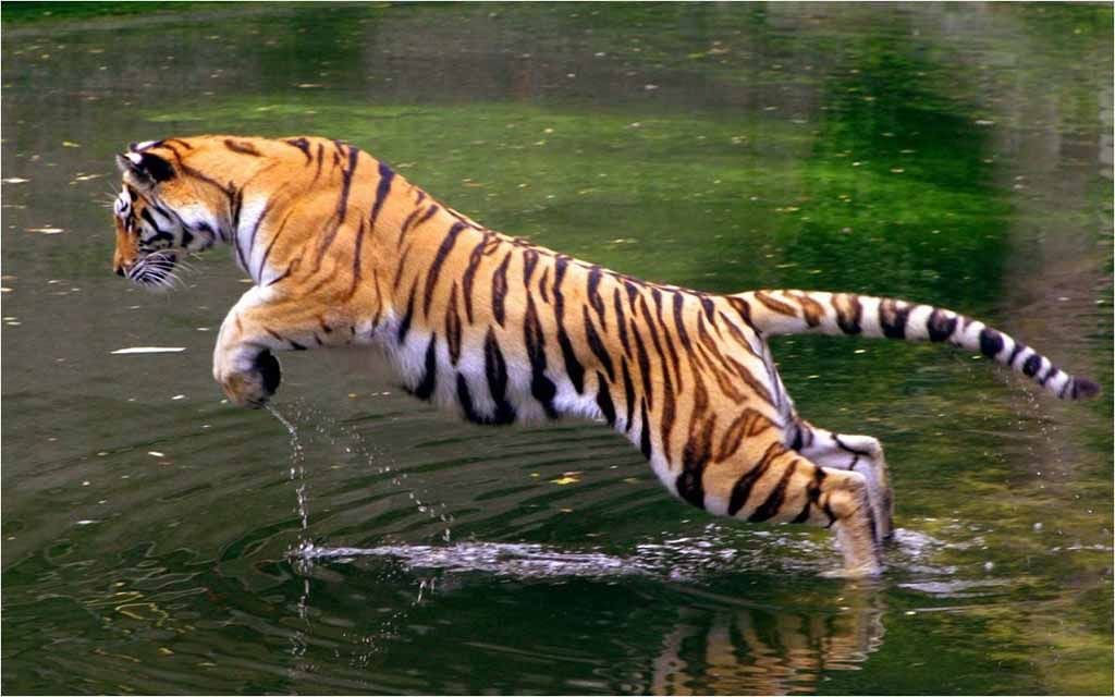 corbett-wildlife-sanctuary