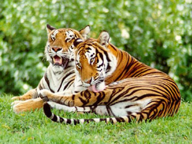 dudhwa_national-park
