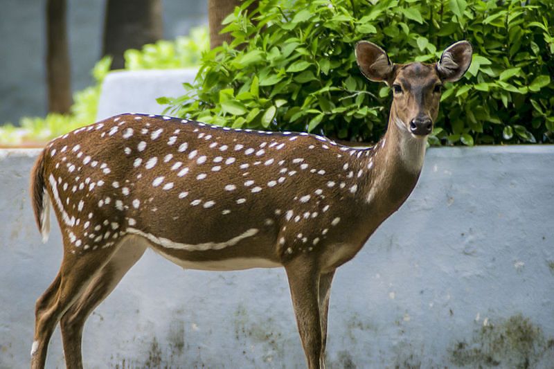Guindy National Park
