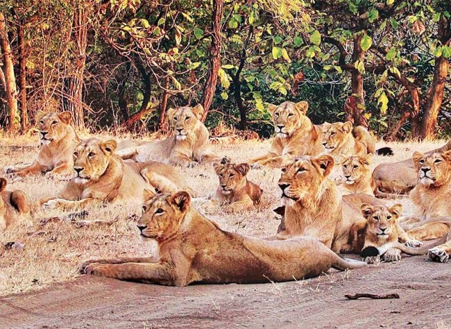 Asiatic Lions in Gir National Park