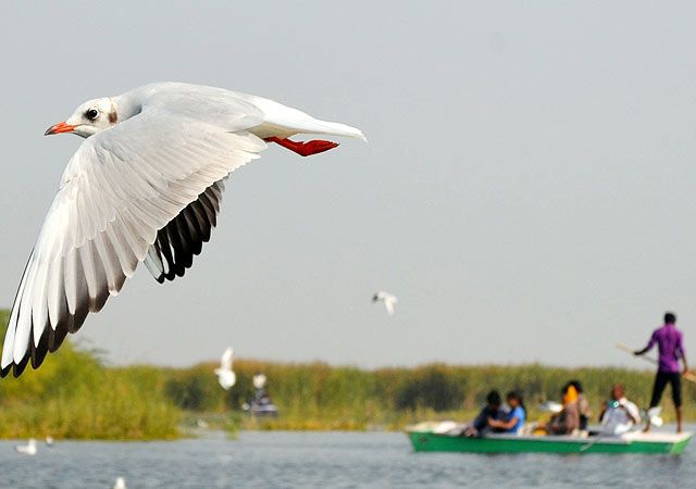 Nalsarover Bird Sanctury in Ahmedabad