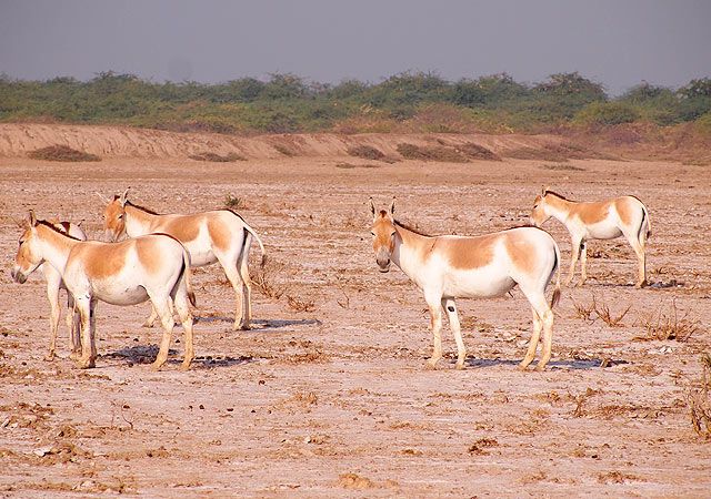 Runn Kutch Wildlife Sanctury in Ahmedabad