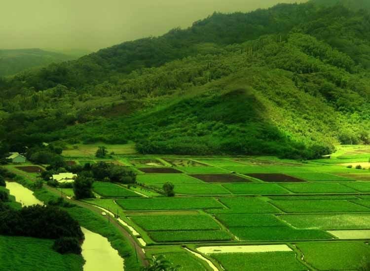 Coorg hills