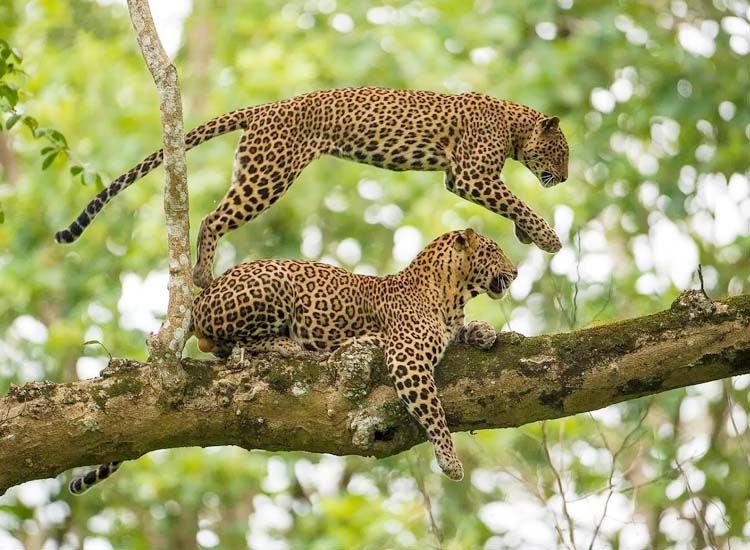 Kabini Wildlife Sanctuary, Mysore,