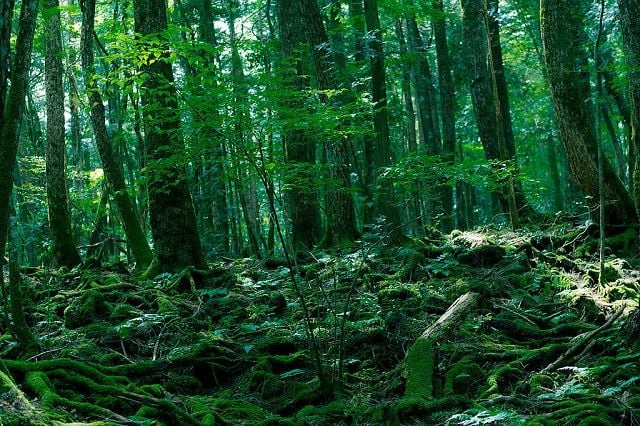 Aokigahara is a dense forest lies at the base of the infamous Mount Fuji in Japan.