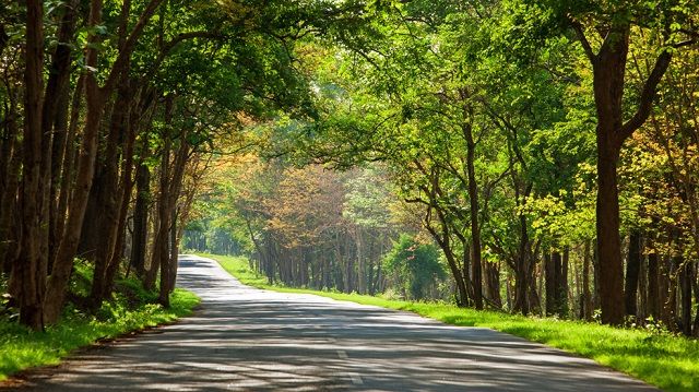 The Bandipur Forest route to Bangalore is one of the most beautiful trips through forests in India