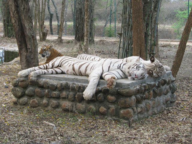 Bannerghatta National Park