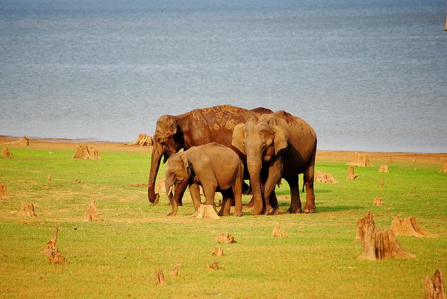 Kabini