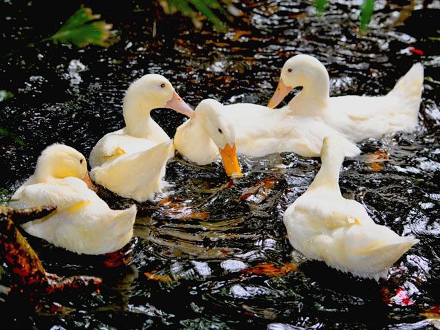 Langkawai Wildlife Park of Malaysia