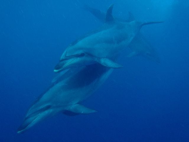 dolphin swimming tour