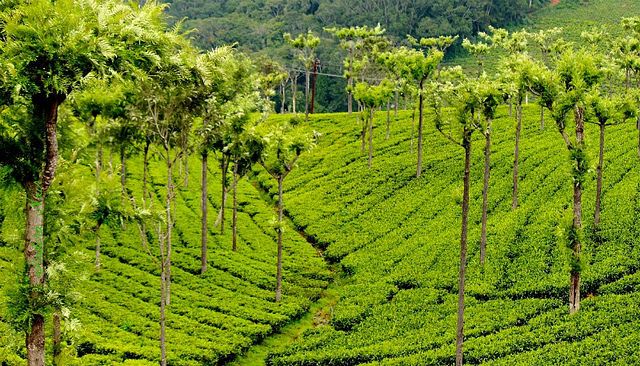 Coonoor