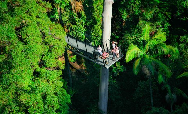 tamborine rainforest skywalk-dc