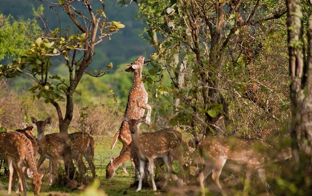 Mudumalai National Park