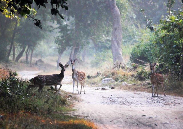 Great Himalayan National Park