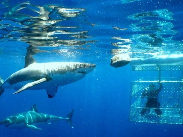 Great White Swim in South Africa