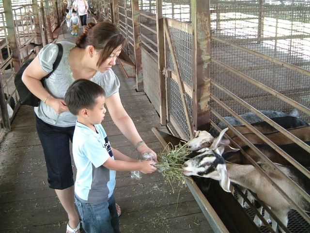 Hay-Dairies-Singapore