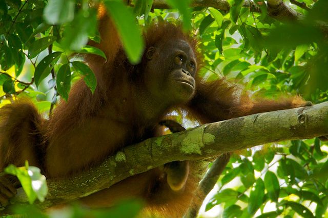 Kalimantan