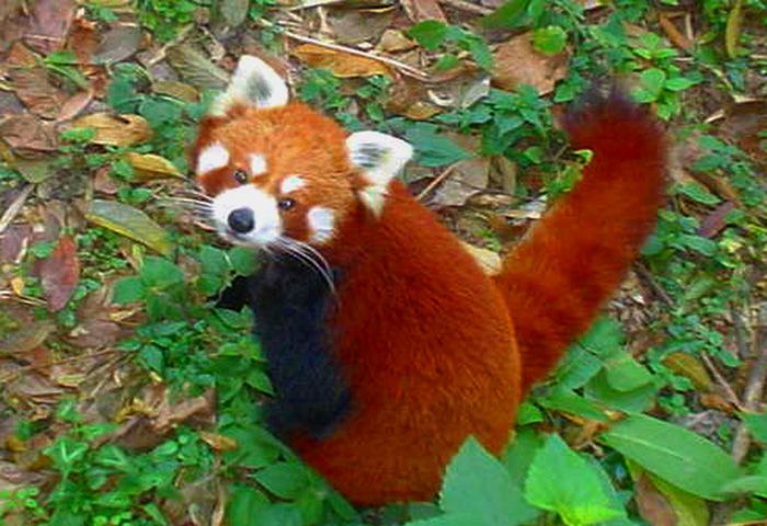 Padmaja-Naidu-Himalayan-Zoological-Park