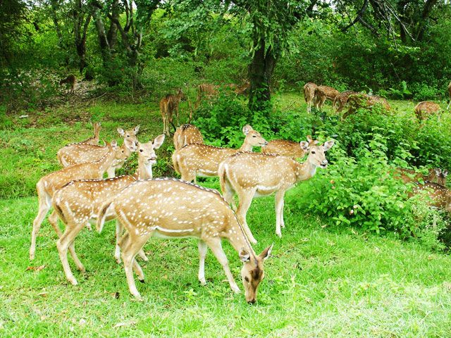 Bandipur National Park