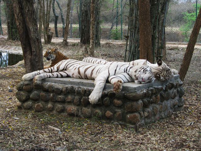Bannerghatta National Park