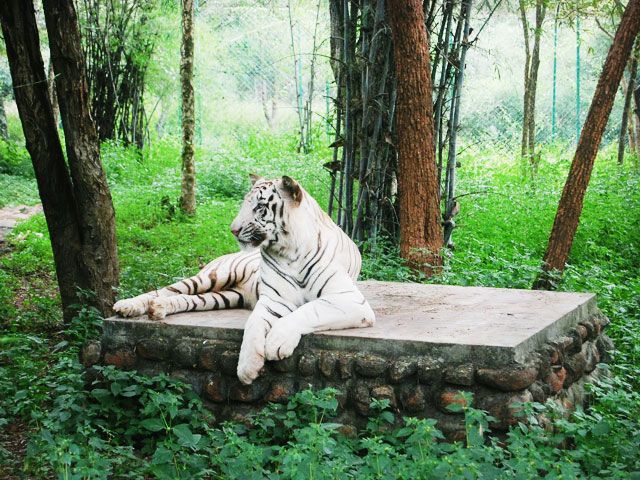 Bannerghatta National Park