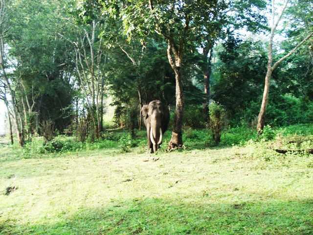 Brahmagiri Wildlife Sanctuary