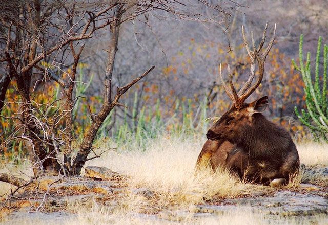 Cauvery Wildlife Sanctuary