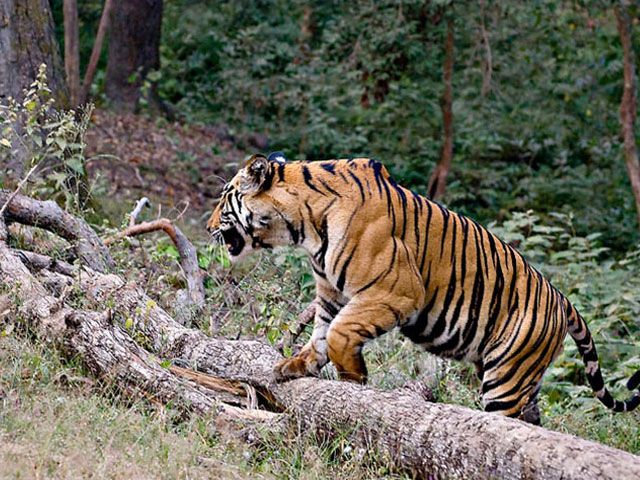 Dandeli Wildlife Sanctuary