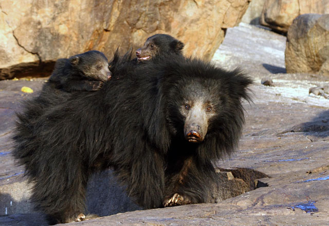 Daroji Wildlife Sanctuary
