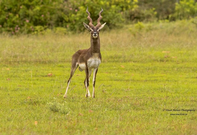 Jayamangali Wildlife Sanctuary