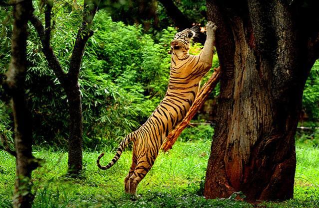 Kabini Wildlife Sanctuary