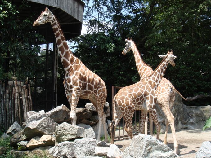 Kuala Lumpur National Zoo in Malaysia
