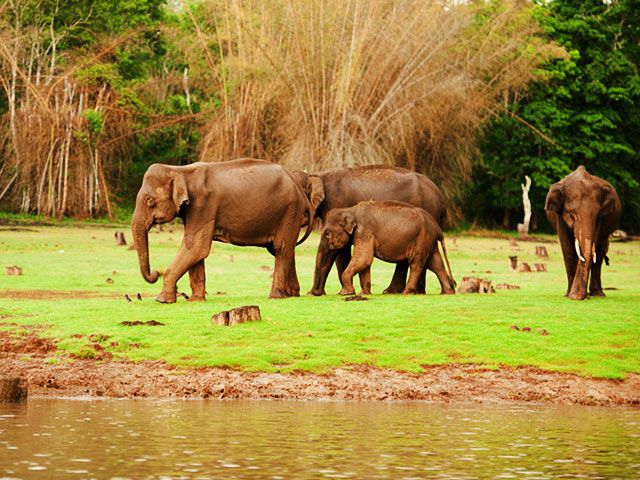 Nagarhole National Park