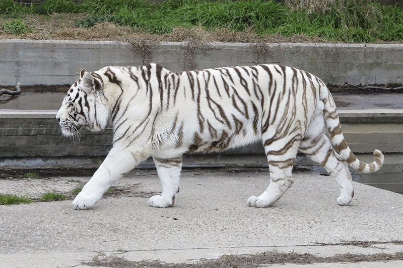 White Tiger Safari India