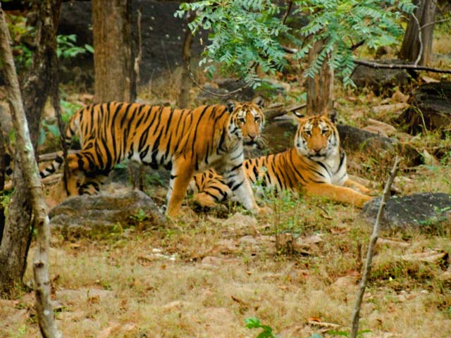 Pench-Tiger-Reserve