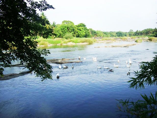 Ranganthittu Bird Sanctuary