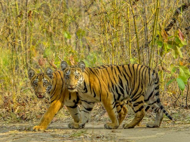 Tadoba-Andhari-Tiger-Reserve