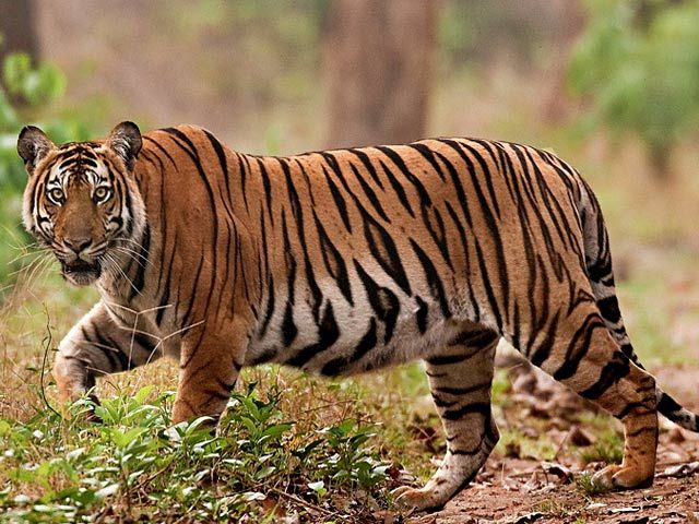 bandipur-national-park-national-park